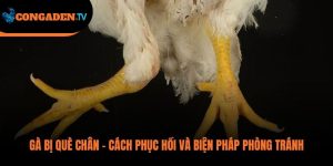 gà bị què chân