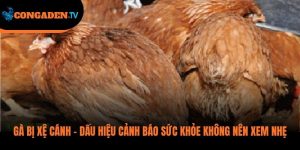 gà bị xệ cánh