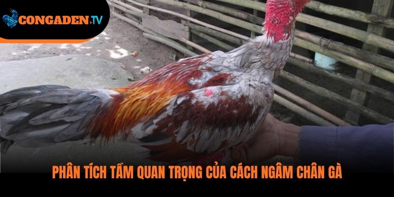 cách ngâm chân gà chọi
