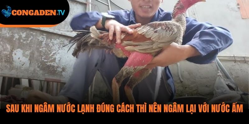 cách ngâm chân gà chọi