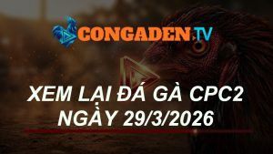XEM LẠI ĐÁ GÀ CPC2 NGÀY 29/3/26