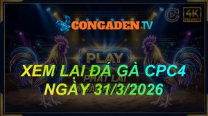 XEM LẠI ĐÁ GÀ CPC4 NGÀY 31/3/26