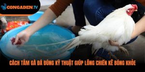 cách tắm gà đá