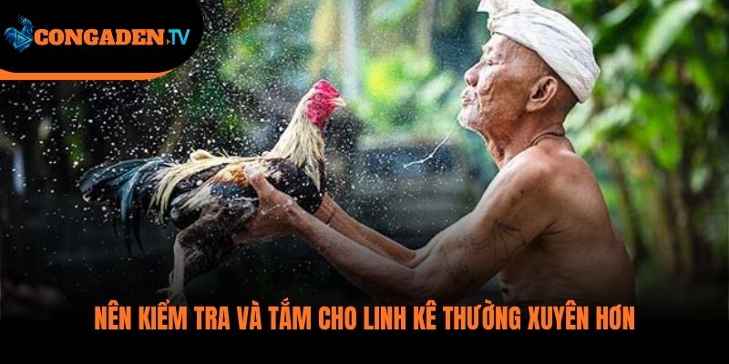 cách tắm gà đá