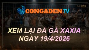 XEM LẠI ĐÁ GÀ XAXIA NGÀY 19/4/26